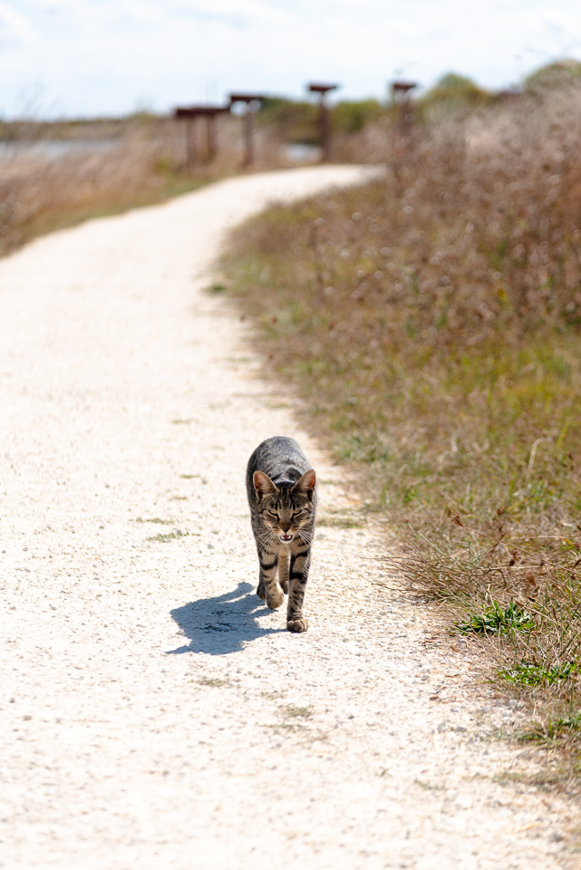 Chat vigilant