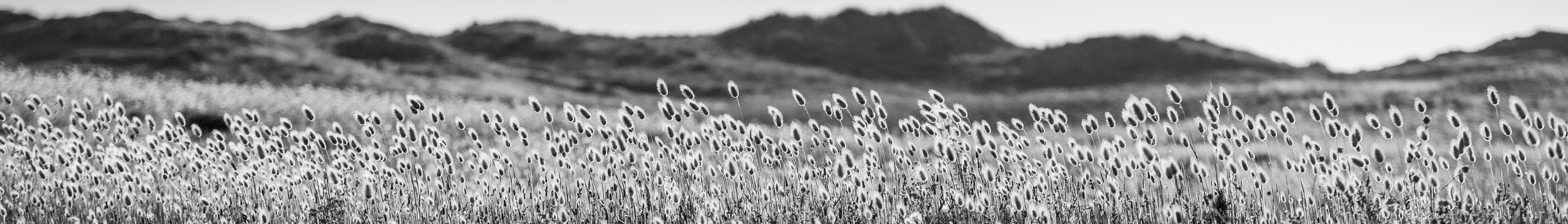 Prairie aux Mille Chatons