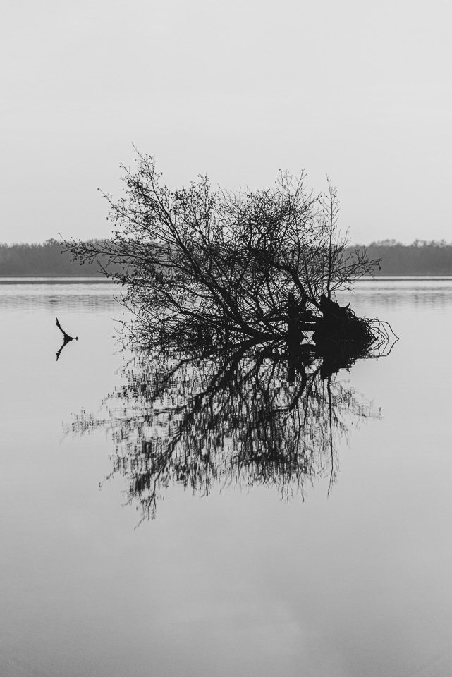 Reflets dans l'eau #1